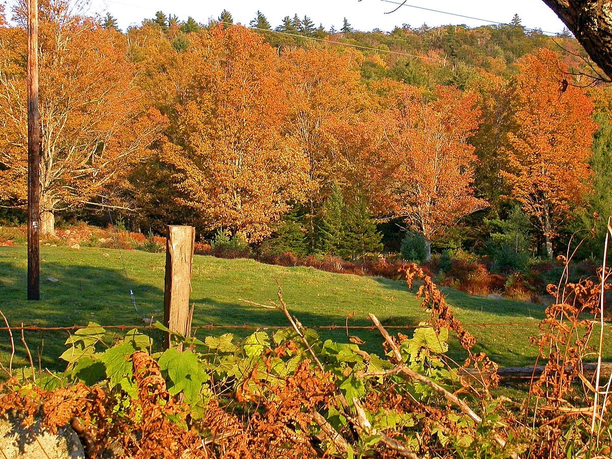 Fence and green field, and reddish trees in New Hampshire autumn