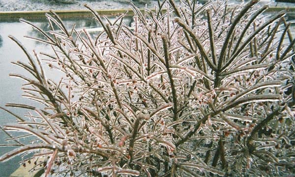 Euonymus alatus encased by glaze in State College, PA after a night of freezing rain.