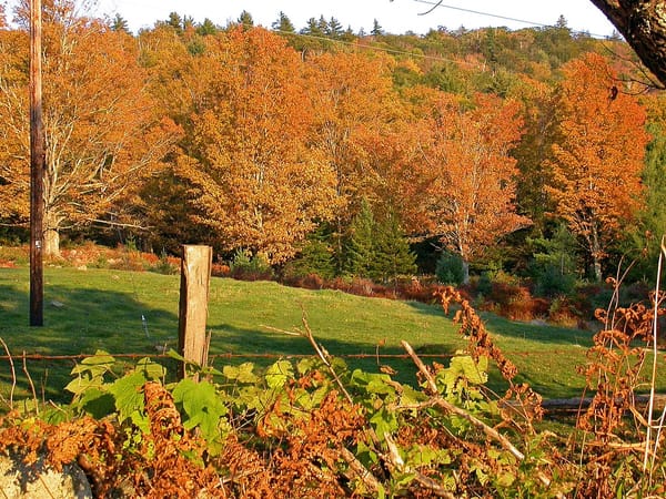 Fence and green field, and reddish trees in New Hampshire autumn