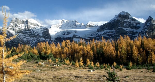 Autumn trees and snowy Rocky Mountains