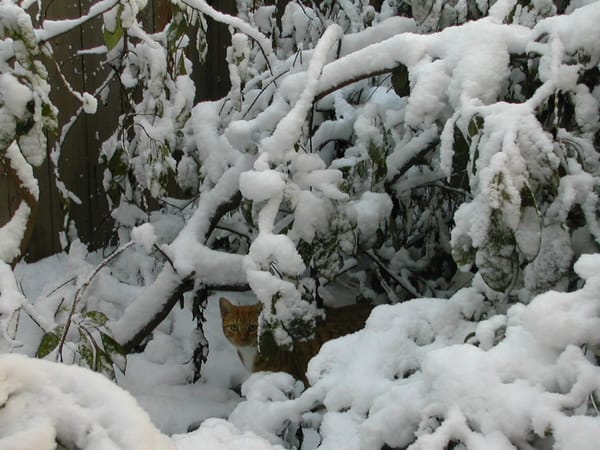 Orange cat in the middle of snow-covered branches.