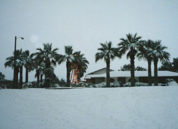 Palm trees with a tree of Christmas lights in the center, snow on the ground